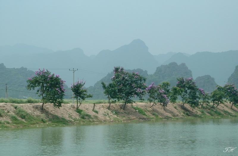 Bang Lang flowers-Yen river-Ha Tay province