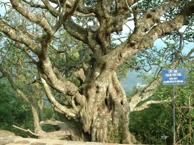 700 year-old tree at Upper Yen Tu pagoda-Quang Ninh province