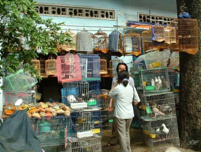 Bird shop-Saigon
