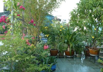 My mother's rooftop garden-Saigon