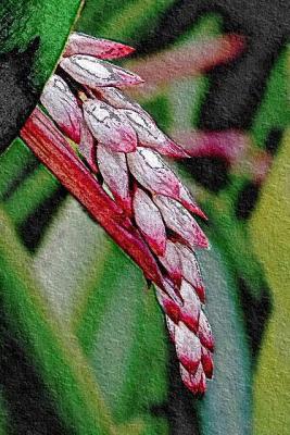 Tropical Spring