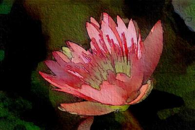 Water Lilly Color