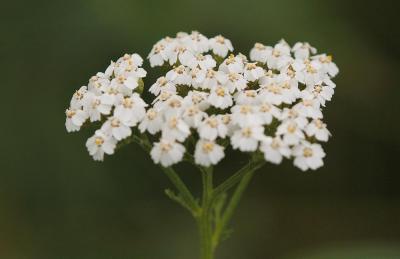 Achillea-millefolium2.jpg