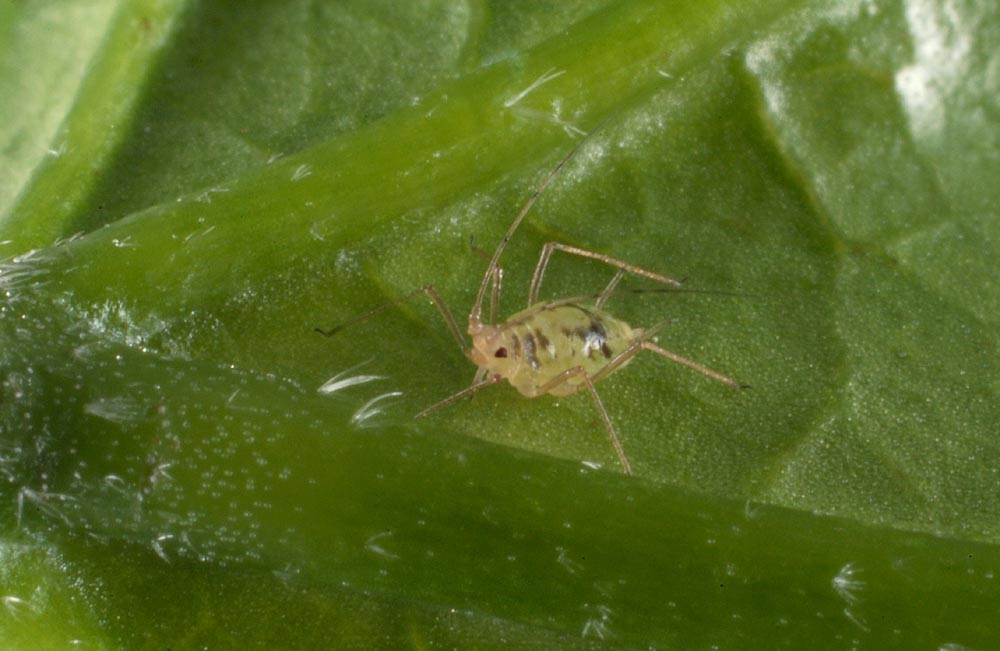 Aulacorthum-circumflexum.jpg