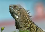 Lizard closeup