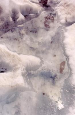 Fox Glacier 8
