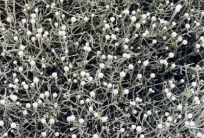 Australian Foliage