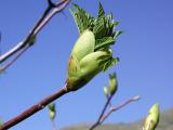 Spring leaves