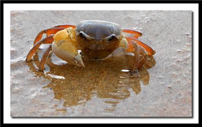CRW_8716 Crab with attitude.jpg