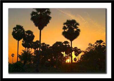 CRW_0218 Palm sunset.jpg