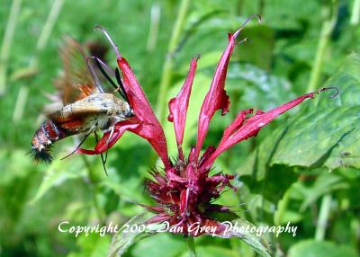 Hummingbird Moth 2