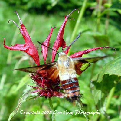 Hummingbird Moth 3