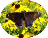 Red Spotted Purple
