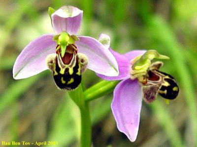 Ophrys Apifera