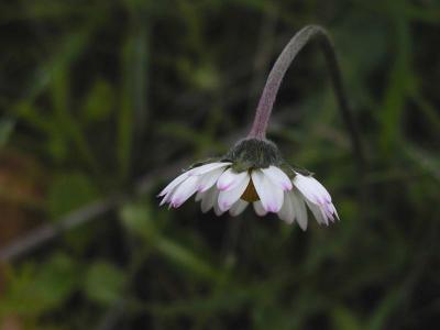 Southern Daisy