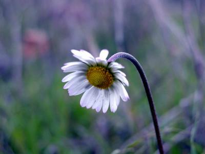 Southern Daisy