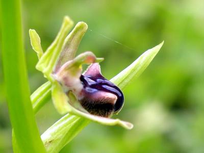 Ophrys Transhyrcana