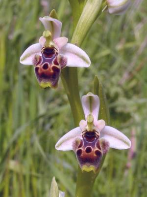 Ophrys Dinsmorei