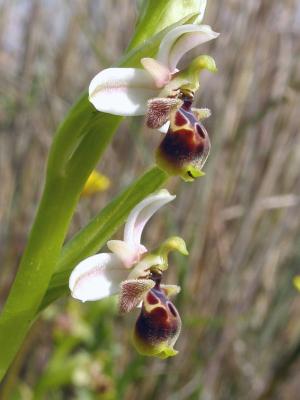 Ophrys Dinsmorei
