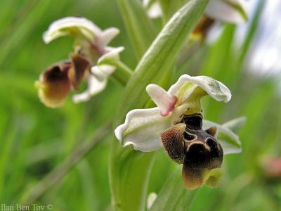 Ophrys Flavomarginata & Dinsmorei hybrid