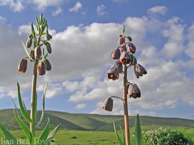 Persian Fritillary