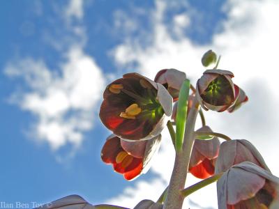 Persian Fritillary