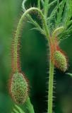 Poppy Bud