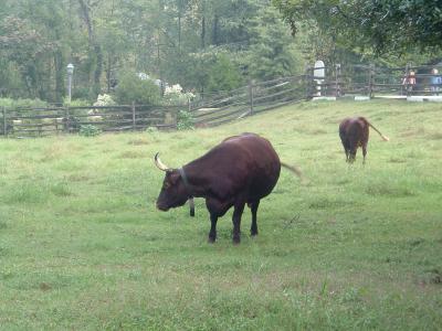 Animals - Colonial Williamsburg, Virginia