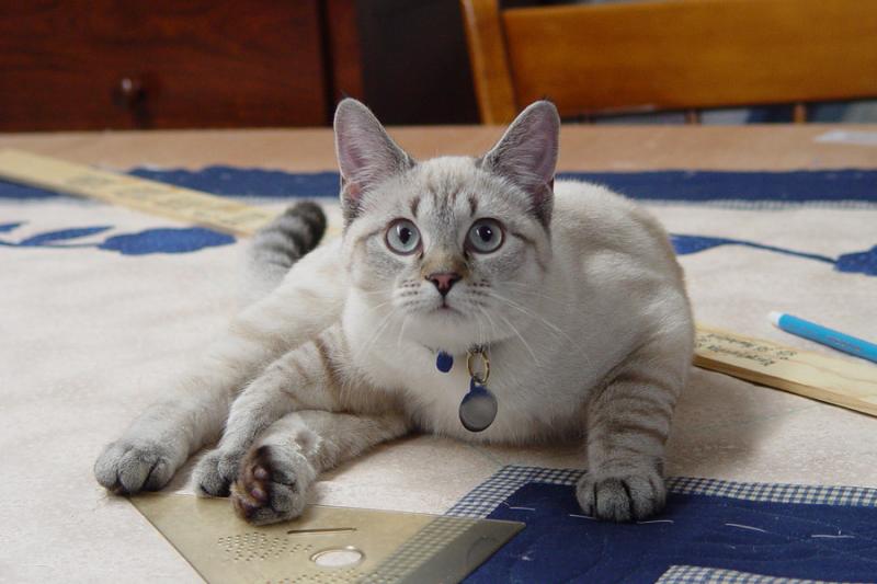 Quilting Assistant