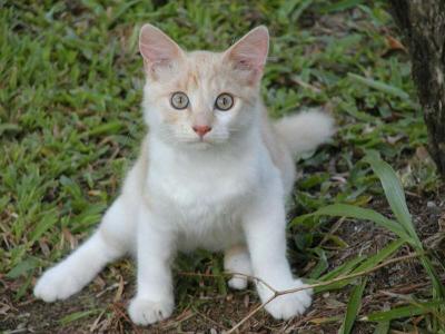 Pretty Kitty copy.jpg