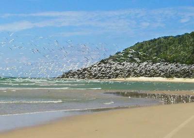 DoubleIslandTerns_filtered.jpg