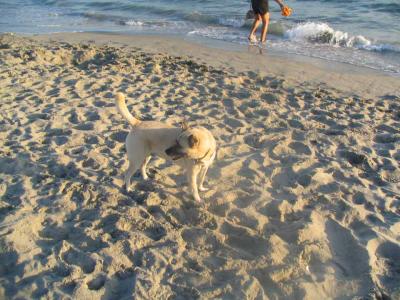 Buster_at_the_Beach_06.jpg