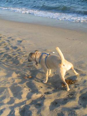 Buster_at_the_Beach_18.jpg