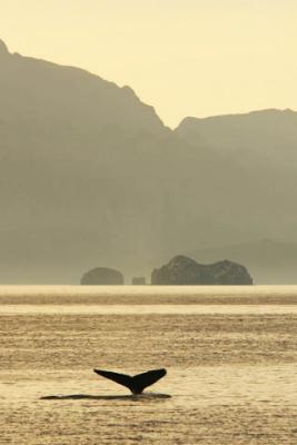 u40/jackswenson/medium/32526139.HumpbackFluke4613.jpg