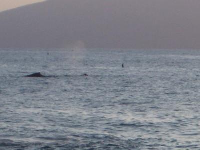 WhalesMaui2005-03-03 003.JPG
