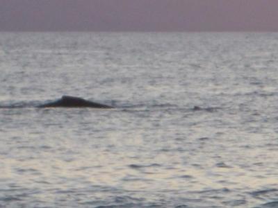 WhalesMaui2005-03-03 007.JPG