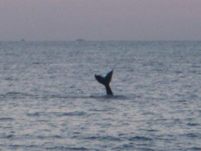 WhalesMaui2005-03-03 042.JPG
