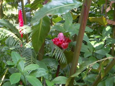u40/jan_herbert/medium/40596920.FlowerHawaiiBigIsland20050307056.jpg