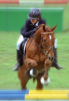 horse006e.JPG