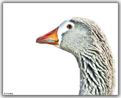 goose-in-color-pencil.jpg