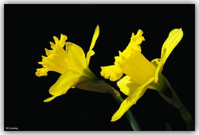 Pair-of-Daffodil.jpg