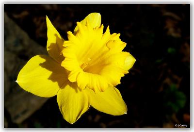 daffodil-3.jpg