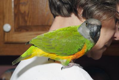 u40/jarrell/medium/26413005.CudjoeBird.jpg