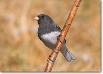 Dark-eyed Junco
