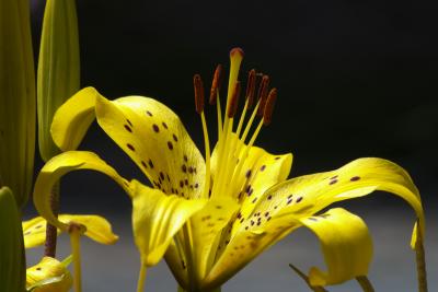 Hemerocallis - Belle d'un jour (Spider Grand Parade Day Lily)