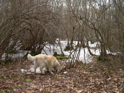 Vernal Pool animals