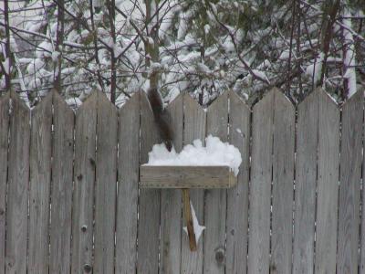 This is my Squirrel Feeder