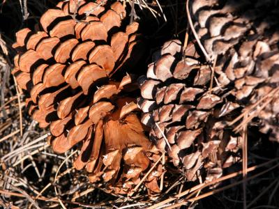Pine Cones in Morning Light