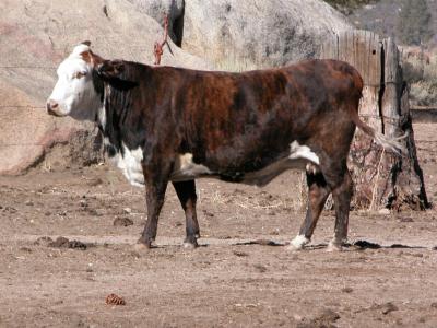 Brindle Ranch Cow