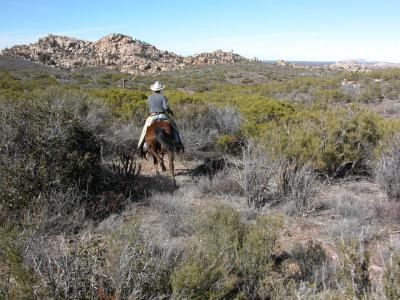 Off to find the cows
